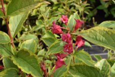 Weigela 'Moulin Rouge'® (=Brigela) - bontbladig 30-40 C4