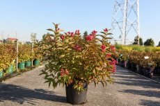 Weigela MOULIN ROUGE® (‘Brigela’) - geelbont Weigela ‘Candida’ -  white  60-80  C10