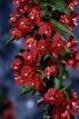 Weigela 'Nain Rouge' 30/40 C4 Weigela 'Nain Rouge' - rood 30-40 C4