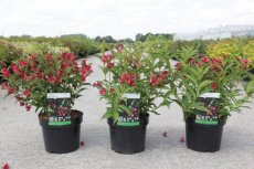 Weigela 'Nain Rouge' - rood 30-40 C4