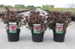 Weigela 'Naomi Campbell'® 30/40 C4 Weigela 'Naomi Campbell'® - bruinbladig 30-40 C4