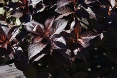 Weigela 'Naomi Campbell'® - bruinbladig 30-40 C4