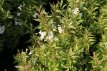 Weigela Picobella® Bianco 30/35 C4 Weigela Picobella® Bianco - dwerg 30-35 C4