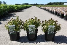 Weigela Picobella® Bianco - dwerg 30-35 C4