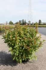 Weigela Picobella® Bianco 35/40 C10 Weigela Picobella® Bianco - dwerg 35-40 C10