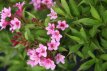 Weigela Picobella® Rosa 30/35 C4 Weigela Picobella® Rosa - dwerg 30-35 C4