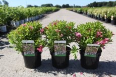 Weigela Picobella® Rosa - dwerg 30-35 C4