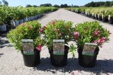 Weigela 'Picobella®' Rosa - Dwergweigela 30-40 C4