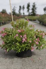 Weigela Picobella® Rosa 35/40 C10 Weigela Picobella® Rosa - dwerg 35-40 C10