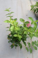 Weigela ‘Rosea’ - roze 50-60 C