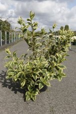 Weigela 'White Lightning' 60/80 C10 Weigela 'White Lightning' - bontbladig 60-80 C10