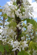 Wisteria floribunda ‘Alba’ HA C18 Wisteria floribunda ‘Alba’ | Witte regen  6/8  HA   C18