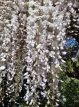 Wisteria floribunda 'Cascade' 150/175 C5 Wisteria floribunda 'Cascade' | Blauwe regen 150-175 C5