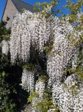 Wisteria floribunda 'Cascade' | Blauwe regen 150-175 C5