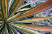 Yucca fil.'Color Guard' 15/20  C2 Yucca filamentosa 'Color Guard' | Palmlelie 15-20  C2