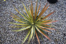 Yucca fil.'Color Guard' 15/20  C2 Yucca filamentosa 'Color Guard' | Palmlelie 15-20  C2