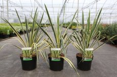 Yucca filamentosa 'Gold Heart' | Palmlelie 25-30 C2