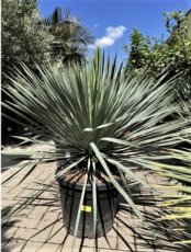 Yucca rigida 'Blue Sentry' | Palmlelie 50-70 C20