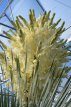Yucca rostrata 30/40 C10 Yucca rostrata | Palmlelie 30-40 C10