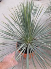 Yucca rostrata 30/40 C10 Yucca rostrata | Palmlelie 30-40 C10