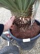 Yucca rostrata 60/80 C35 Yucca rostrata | Palmlelie 60-80 C35