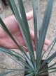 Yucca rostrata 'Blue and Blue' 30/35 C3 Yucca rostrata 'Blue and Blue' | Palmlelie 30-35 C3