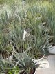Yucca rostrata 'Blue and Blue' 30/35 C3 Yucca rostrata 'Blue and Blue' | Palmlelie 30-35 C3
