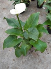 Zantedeschia aethiopica | Witte aronskelk 30-40 C4