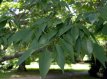 Zelkova serrata(meerstam) 125/150 C25 Zelkova serrata (meerstammig) 125-150 C25 | JAPANSE ZELKOVA